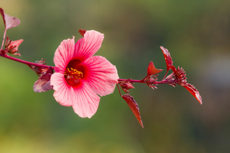 芙蓉花