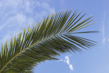 反对的蓝天和白云的棕榈树。希腊