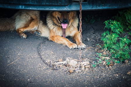 牧羊犬。全犬种牧羊犬坐在一条链上