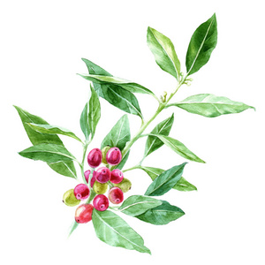 收获厂手绘水彩咖啡厂照片