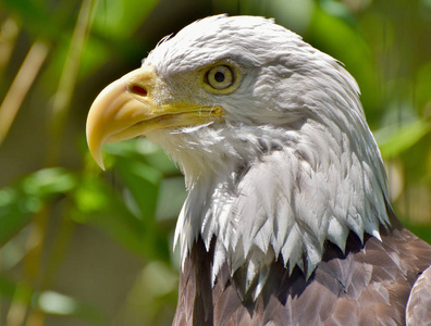 秃鹰白鳞