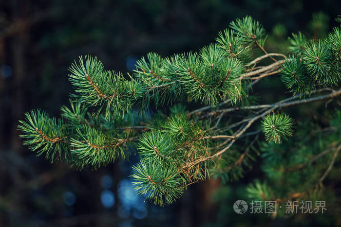 松树的树枝