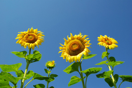 向日葵，葵花 sunflower的名词复数 