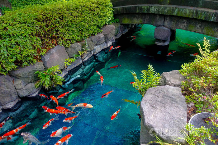 漂亮的锦鲤鱼在pong在一条小河包围在日本在东京的日本花园的浅草观音