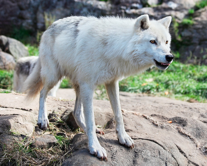 北极狼站在岩石上