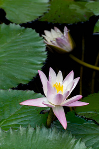 在黑暗的水中的水百合花卉