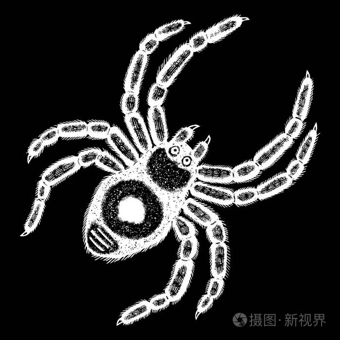 昆虫点画绘图万圣节装饰蜘蛛
