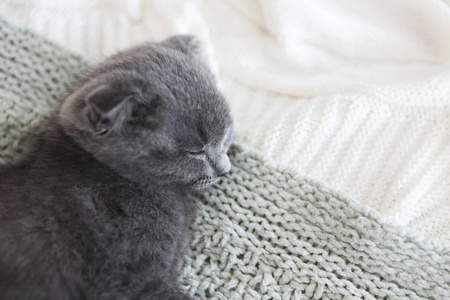 灰色纯种英国小猫睡在毯子上