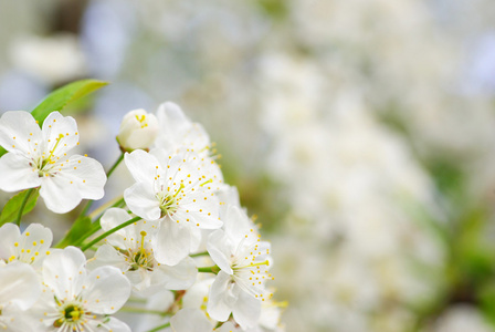 尤指果树的花 blossom的名词复数  花丛，花簇