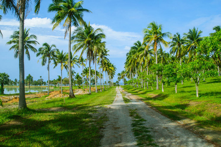 沿着小路和蓝天的椰子树路