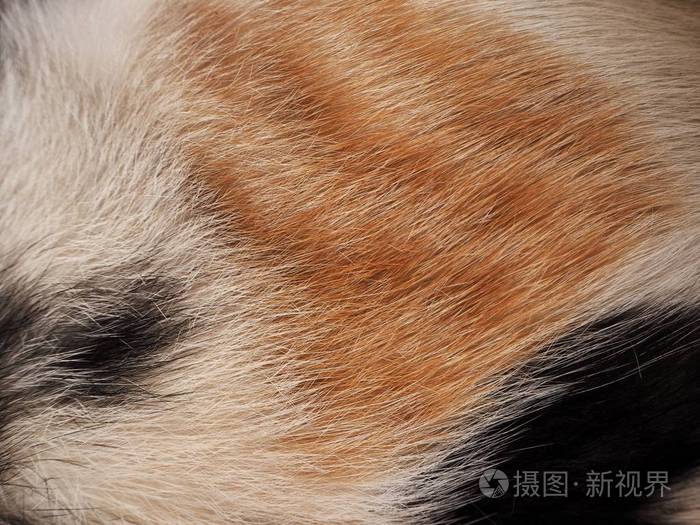 蓬松姜猫皮毛背景的全框架视图