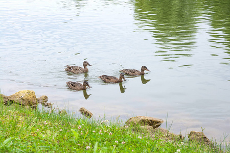 组的绿头鸭漂浮在一个池塘在夏季时间