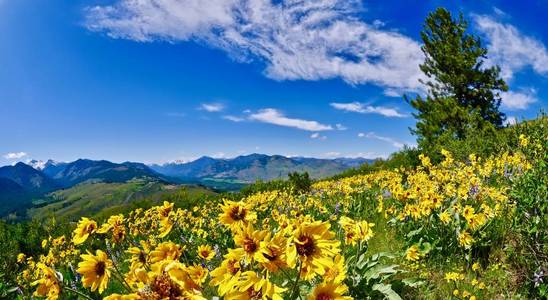 山金车花在高山草甸图片