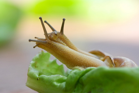 莴苣上的蜗牛