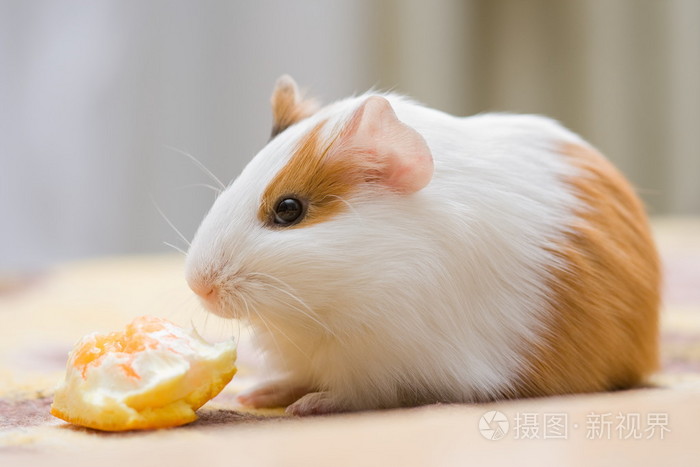 动豚鼠天竺鼠试验品实验对象