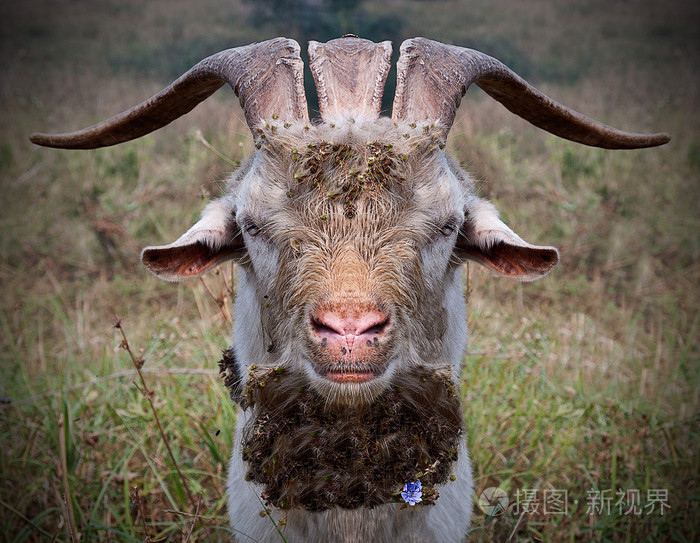 山羊色鬼替罪羊