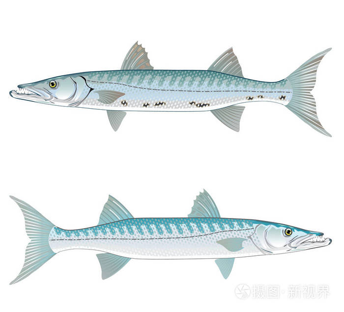 梭鱼矢量艺术插画现实