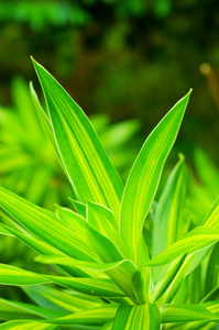 夏，夏天 全盛时期，黄金时代，壮年时期 建大梁，檀条，楣，柱顶石 岁数