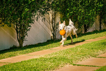 草地上跑的边境牧羊犬