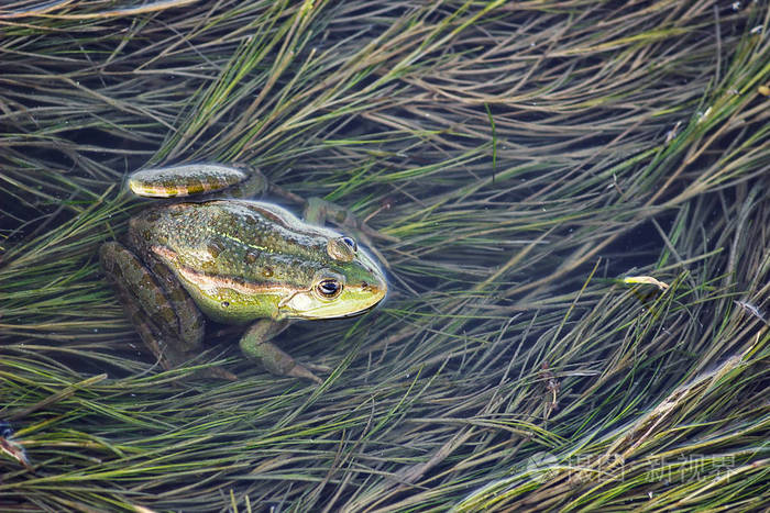 沼泽青蛙在池塘里长满杂草.坐在绿色的小青蛙黑斑侧褶土水特写