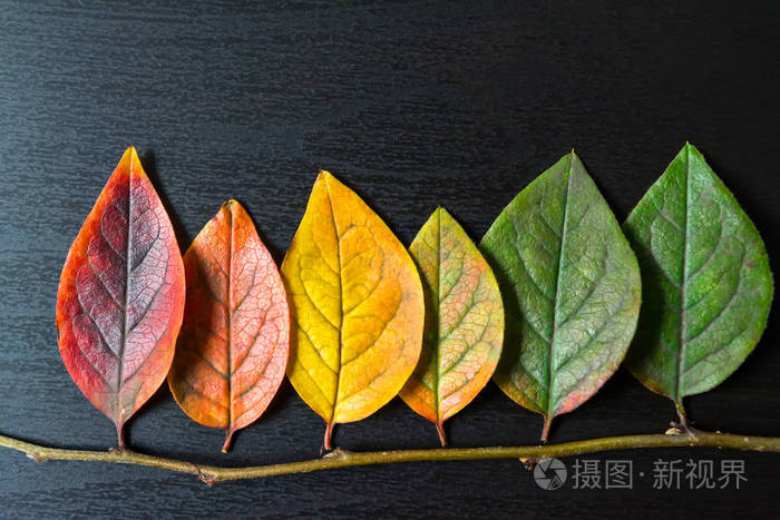 在黑色的木背景五颜六色的树叶特写