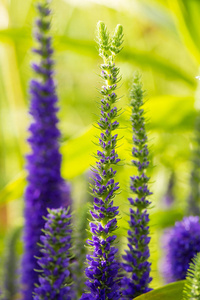 花园里长紫色美丽的鲜花。蓝色的花朵，在阳光灿烂的院子里