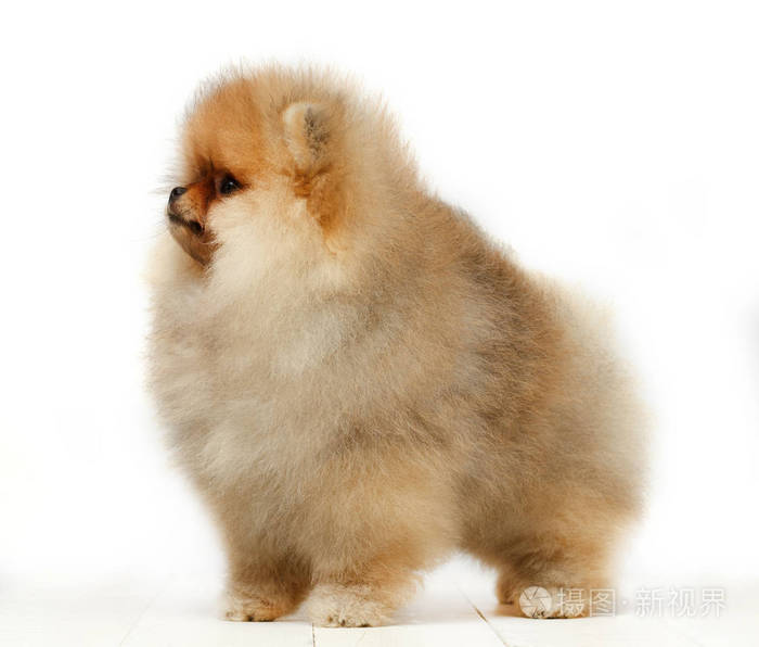 在白色的背景 小狗 狗博美犬照片 正版商用图片01m4qx 摄图新视界