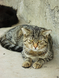 猫 猫科动物 狠毒的女人 爵士乐爱好者