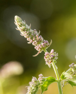 花园里长紫色美丽的鲜花。蓝色的花朵，在阳光灿烂的院子里