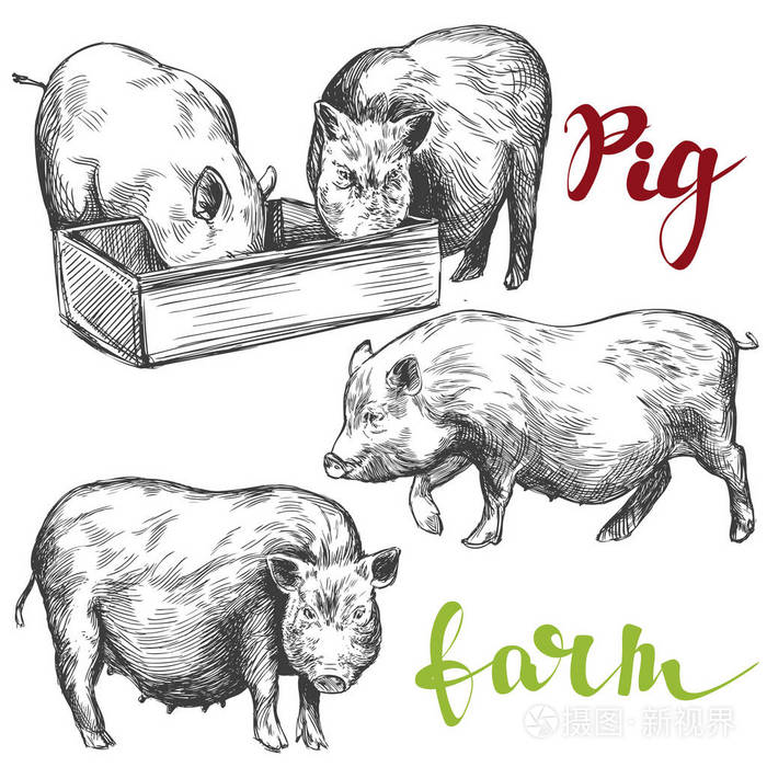 农场,猪集的手绘制的矢量图写实素描