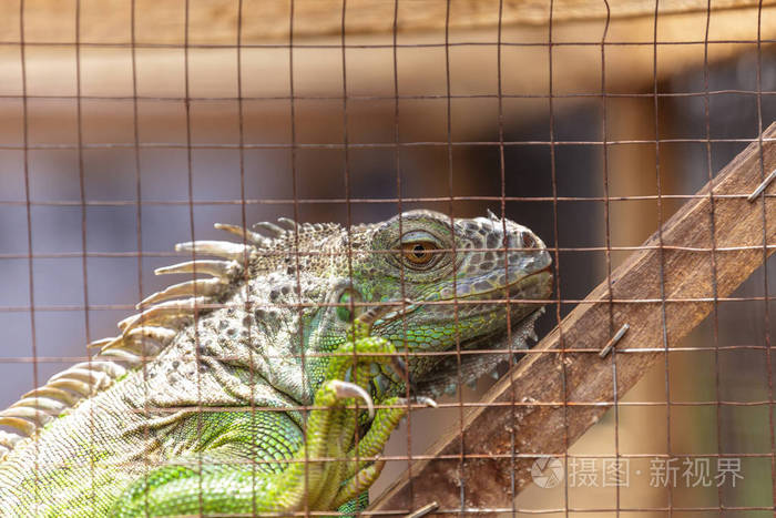 鬣蜥在笼子里