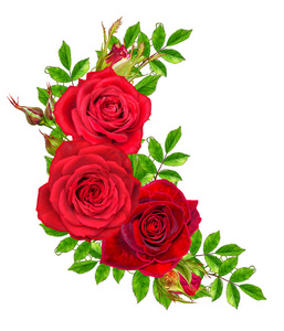 花组成。美丽的红玫瑰和绿色叶芽。白色背景上孤立
