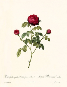 Rosa gallica 只阿加莎复古插画