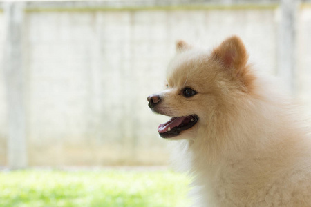 白色的小狗博美犬狗可爱宠物微笑是幸福的花园里