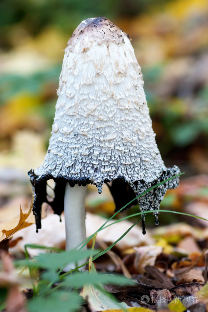 蘑菇蘑菇状物蘑菇形物体女用蘑菇形草帽暴发户