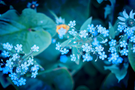 维罗妮卡厚朴花朵。浅景深