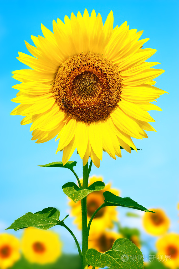 向日葵葵花sunflower的名词复数