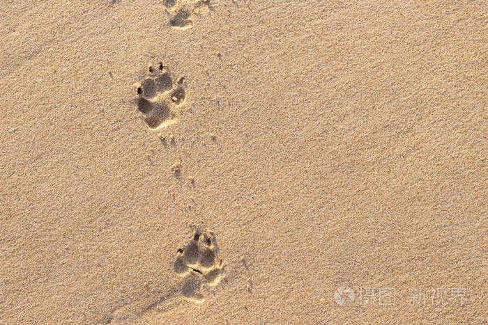 狗足迹热带海滩上的照片