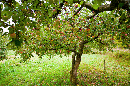 苹果树果园