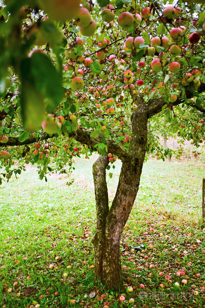 苹果树果园