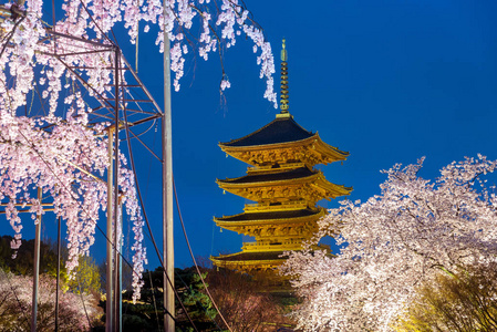 在河津宝塔与樱桃 blossomin 轻了康尼上校在日本京都举行