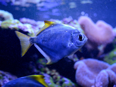 银月亮，Monodactylus 鱼，在盐水水族馆。热带珊瑚礁海洋生物