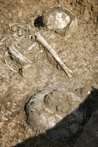 骸骨 骸骨素材图片 骸骨图片素材下载 摄图新视界