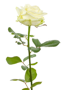 美丽的白色玫瑰