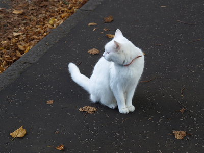 猫 猫科动物 狠毒的女人 爵士乐爱好者