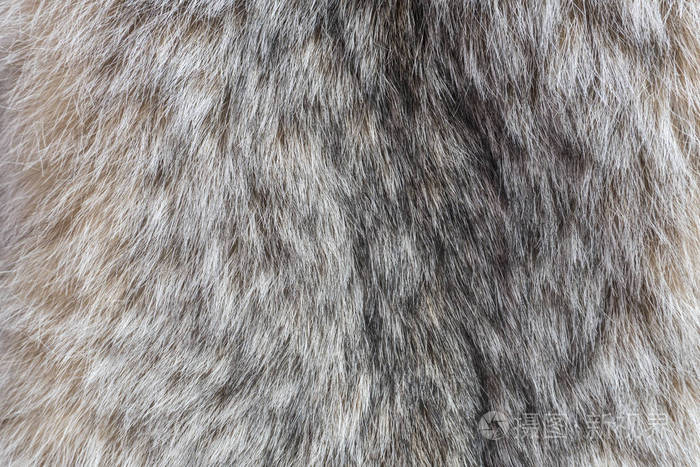 加拿大猞猁毛皮毛皮的猞猁关闭纹理