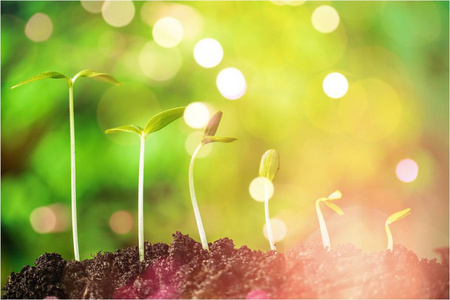 主题背景和连接台词新生命绿色植物在土壤中的生长新生命的成长枫树