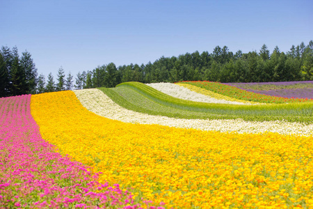 五颜六色的花床在花园里，北海道富良野市