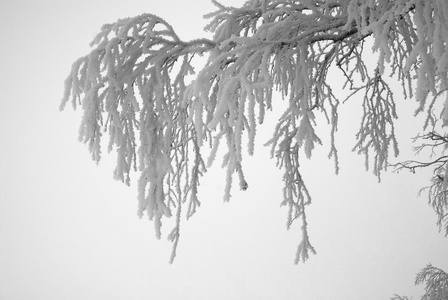 冰冻的树
