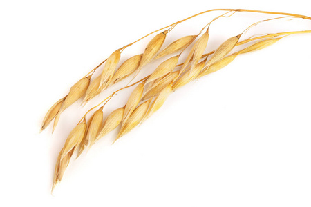 孤立在白色背景上的两个燕麦穗秋天的落叶和成熟小穗的小麦和燕麦白木